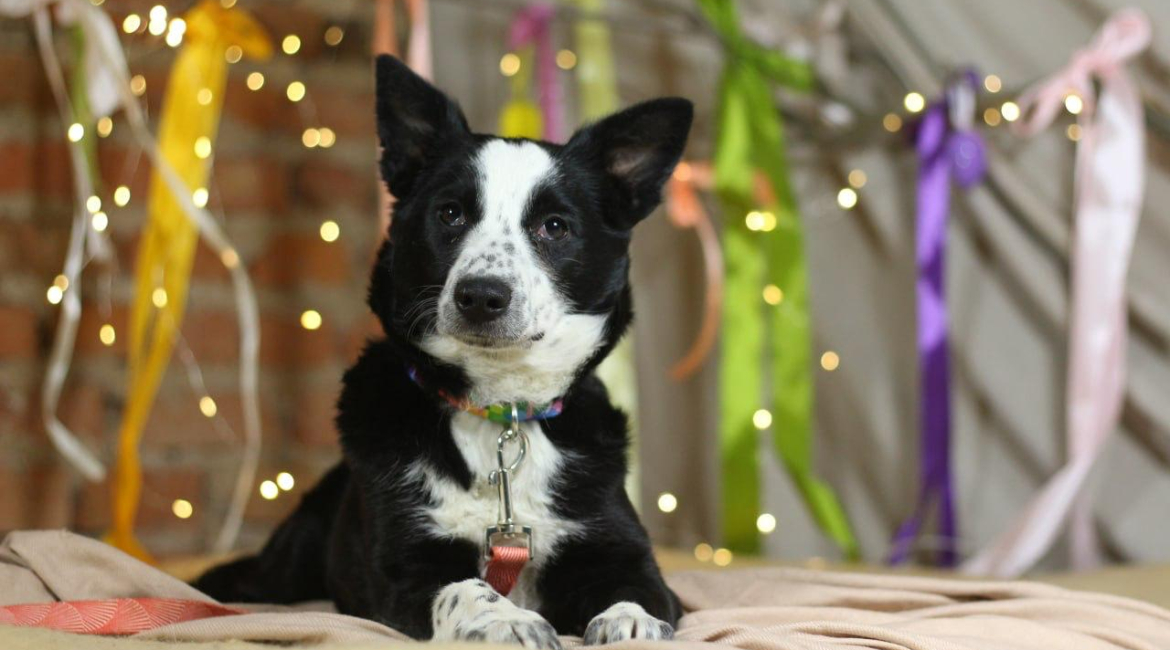 Chiens à adopter